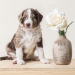 Aussiedoodle Puppies in Ohio Doodlepatchfarm.com