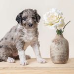 Aussiedoodle Puppies in Ohio Doodlepatchfarm.com
