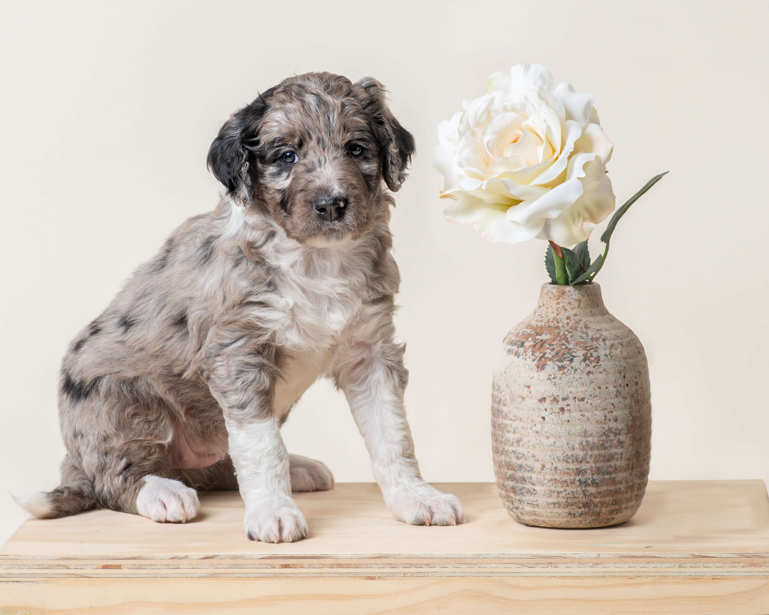 Georgia (Reserved by Gary & Leslie S.) (female) - Doodle Patch Farm