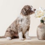 Aussiedoodle Puppies in Ohio Doodlepatchfarm.com