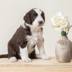 Aussiedoodle Puppies in Ohio Doodlepatchfarm.com