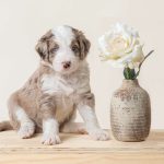 Aussiedoodle Puppies in Ohio Doodlepatchfarm.com