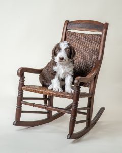 Titan was our biggest puppy - very friendly and laid back personality and loves to be cuddled