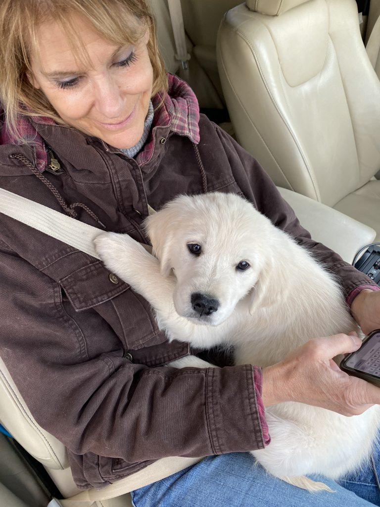 Puppy Delivery Options Doodle Patch Farm