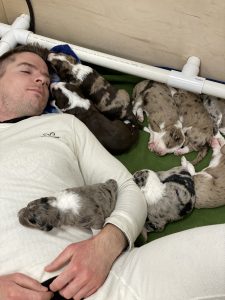 Aussiedoodle puppies in Ohio