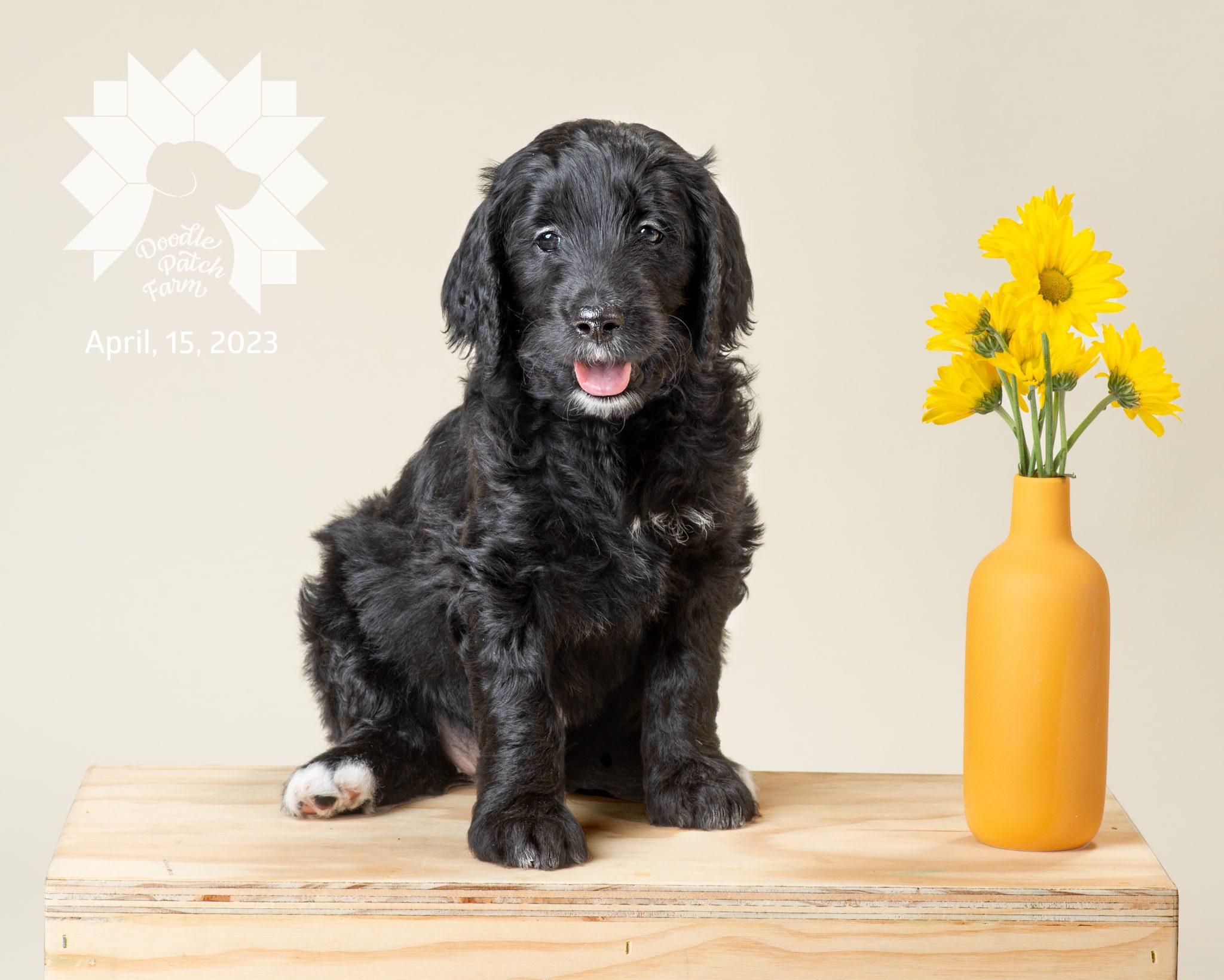 Gabrielle (purple collar) Female - Reserved for Sarah F. - Doodle Patch ...