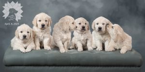 6 AKC Cream Golden Retrievers at Doodlepatchfarm.com in SW Ohio near Germantown.