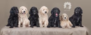 Golden Doodle puppies at Doodlepatchfarm.com