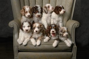 F1b Mini Aussiedoodles almost ready to bring home. Located in SW Ohio near Germantown. Aussuiedoodle breeder in Ohio.