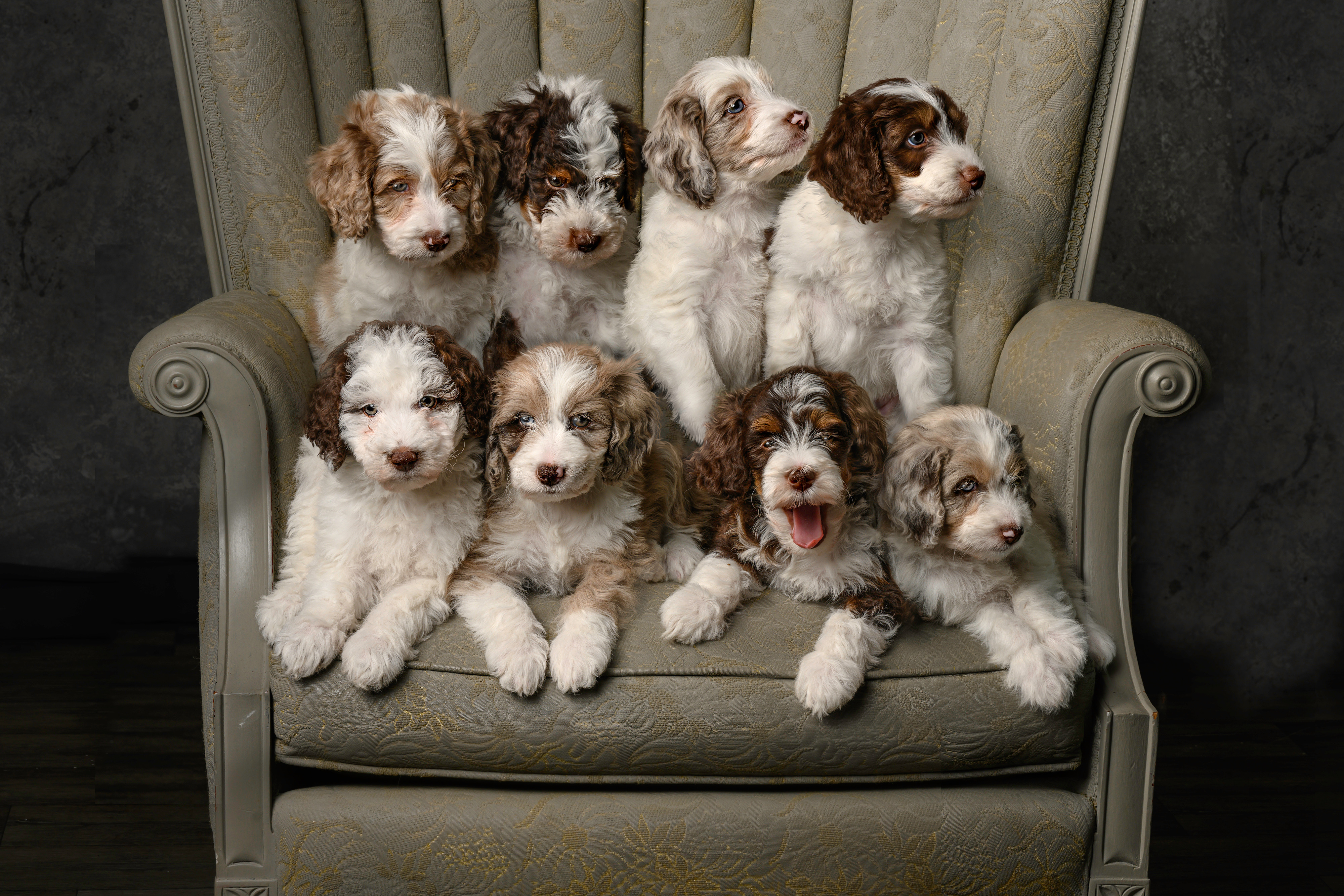 Emma F1 Aussiedoodle with Ollie Mini Poodle (pups are F1b)