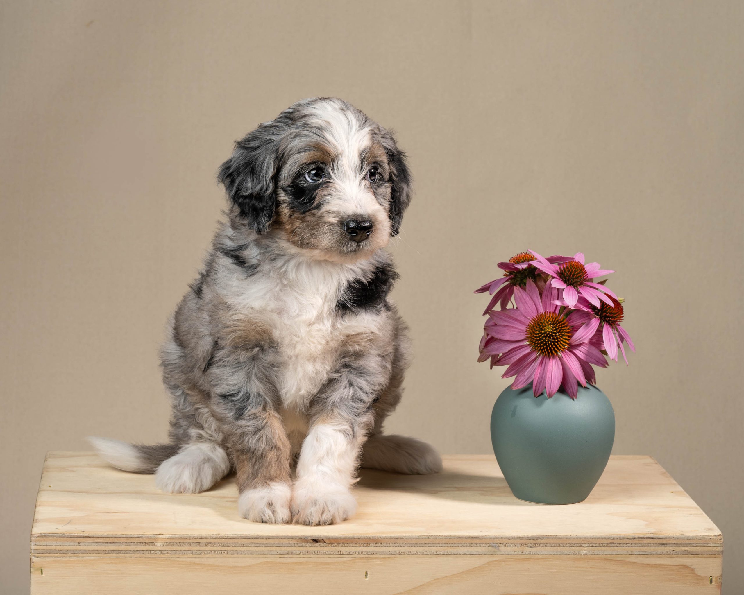 Sky - Female Blue Merle - Reserved - Emily C. - Doodle Patch Farm