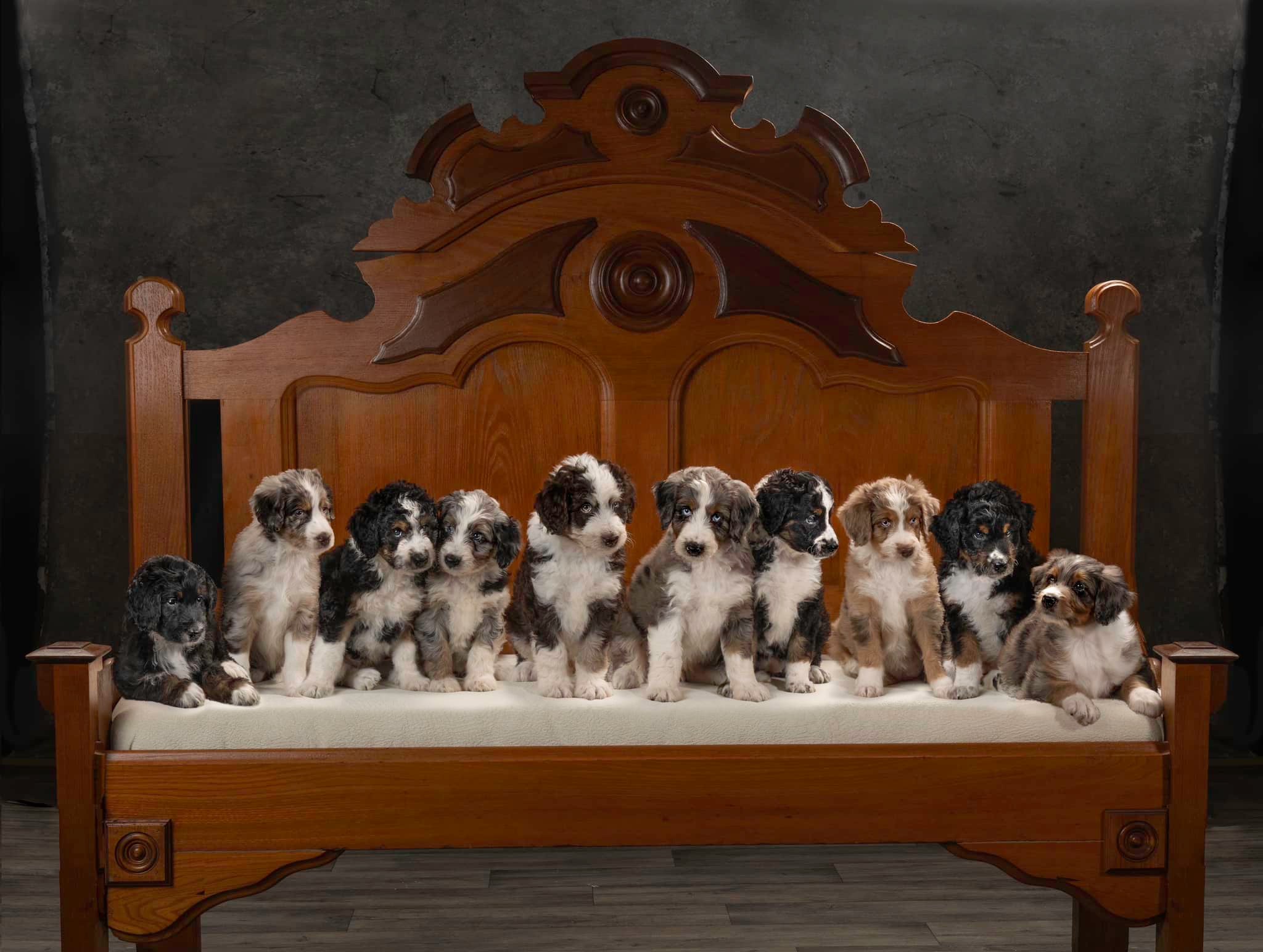 Luna & Jett’s Fourth of July Litter