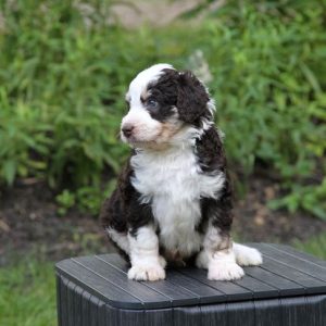 Doodlepatchfarm.com