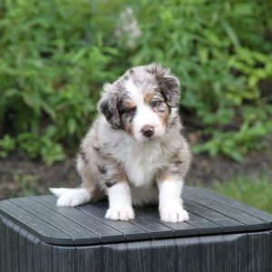 Doodlepatchfarm.com
