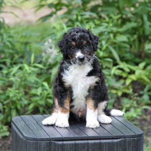 Doodlepatchfarm in SW Ohio. Specializing in Cream Golden Retrievers, Aussiedoodles, Golden Doodles, and Mini's for both.