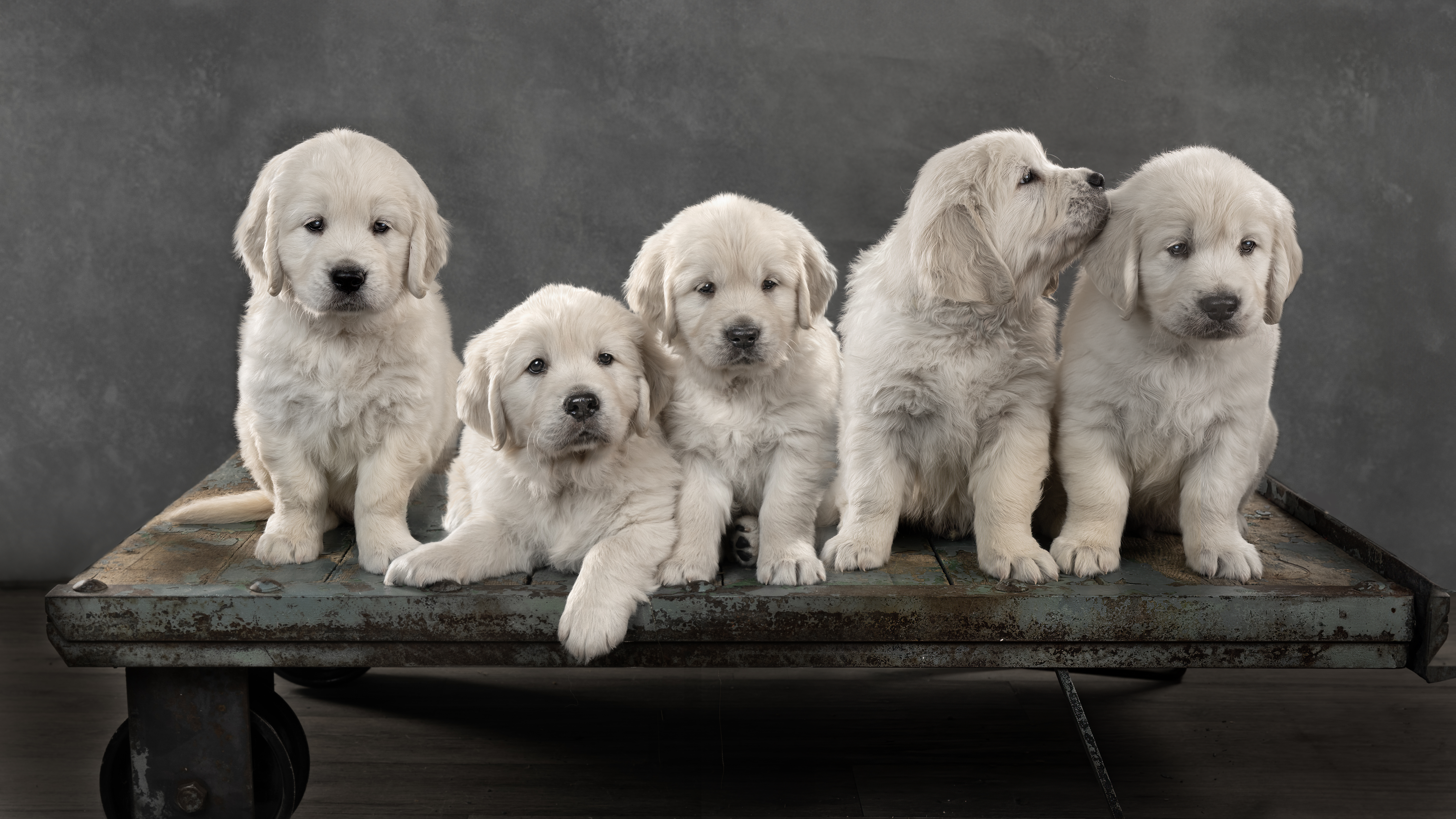 Cream Golden Retriever AKC Registered
