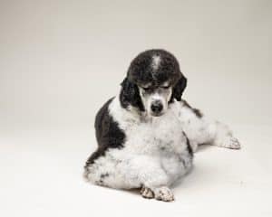 Standard Aussiedoodles arriving May 25th,2024