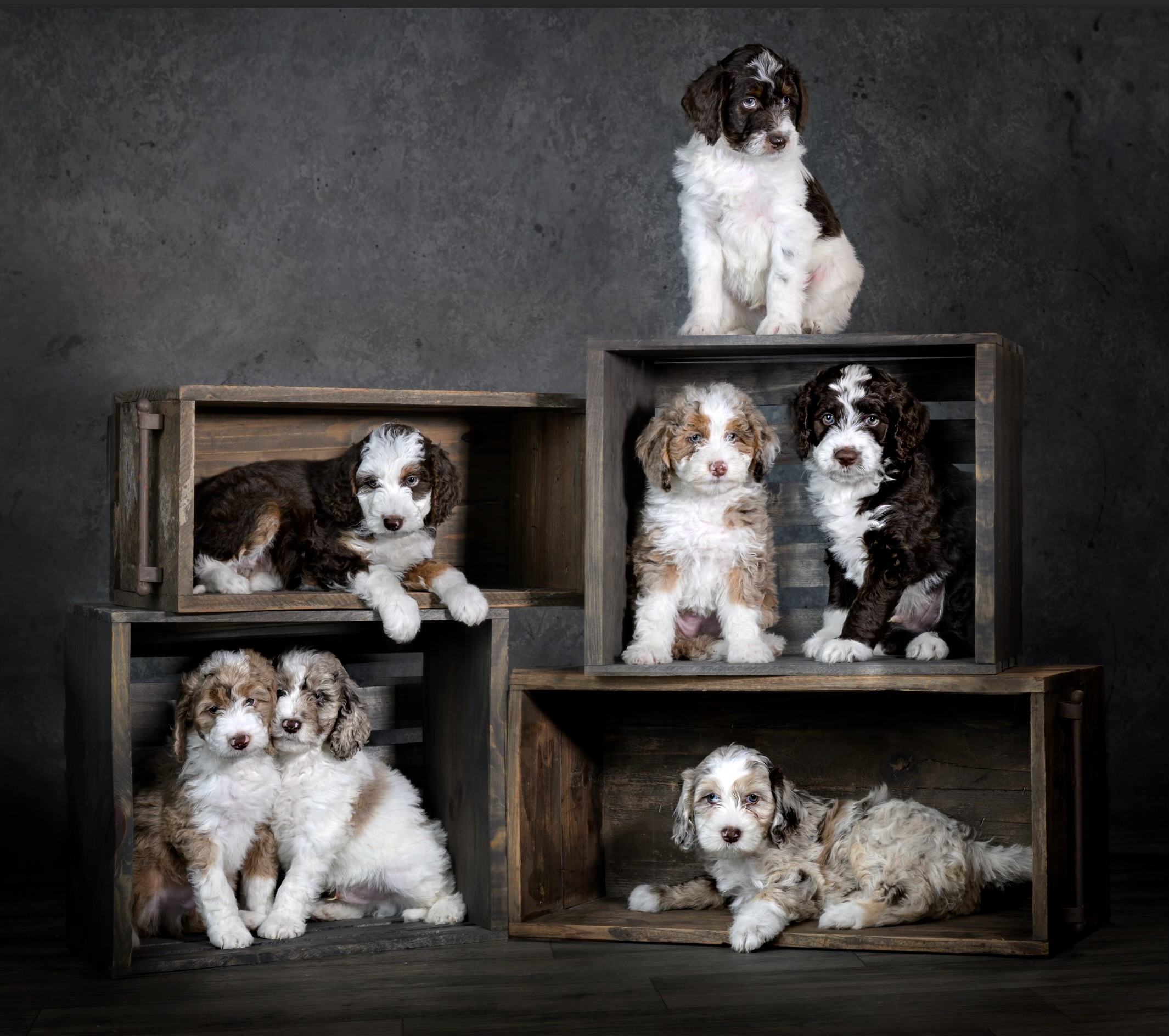 Ollie and Emma – F1b Mini Aussiedoodle Puppies