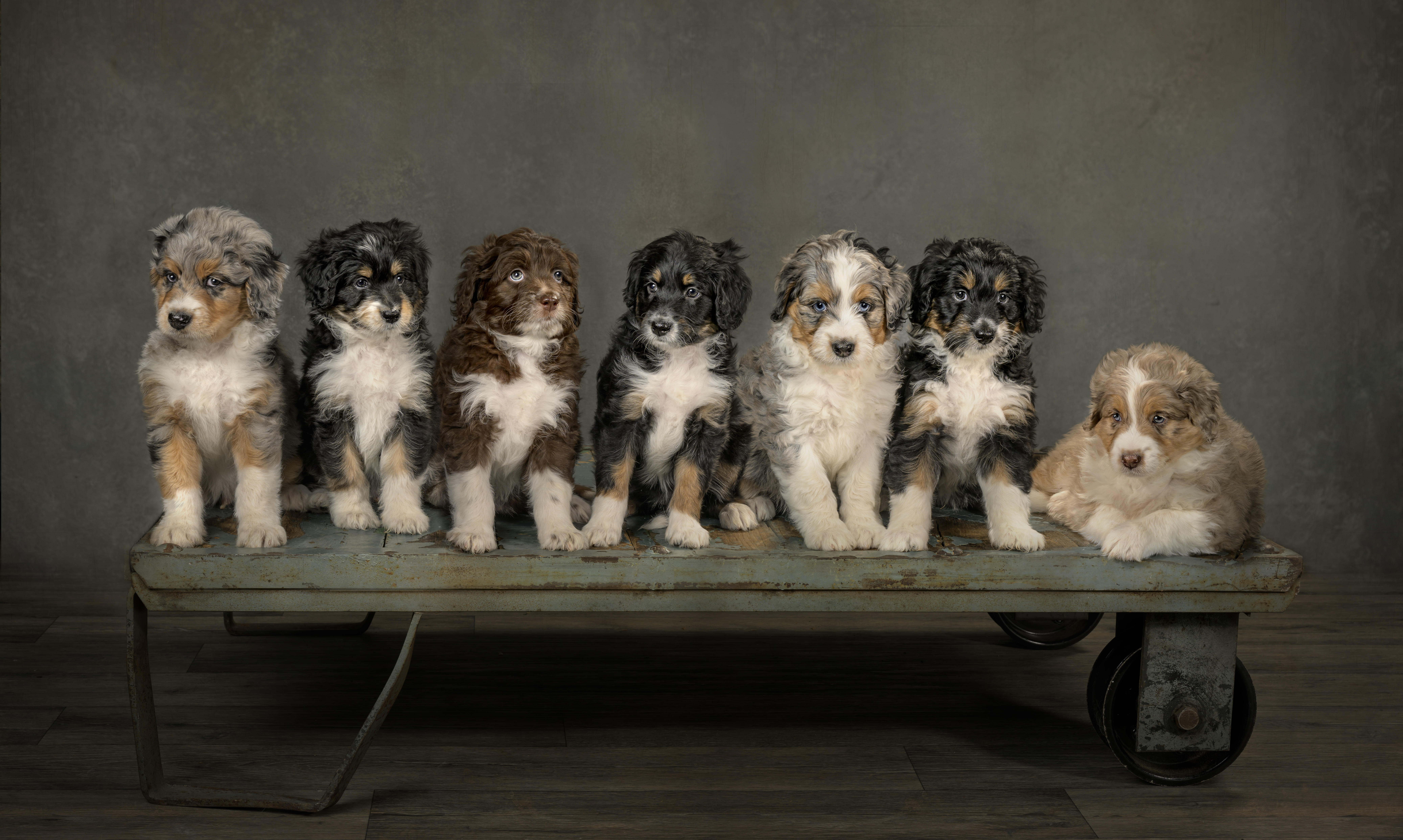 River & Jett’s Midsummer Night’s Dream Litter