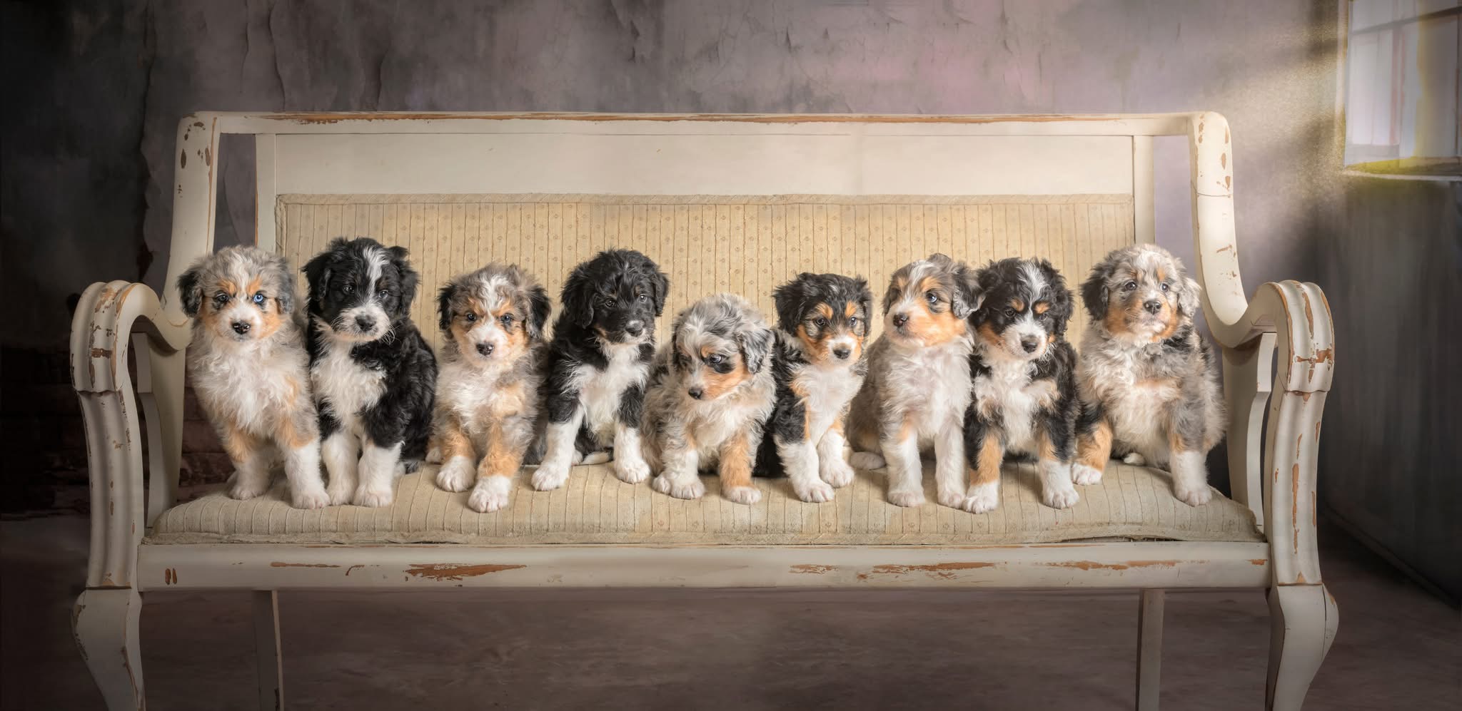 Touchdown for Jett and River! The Puppy Bowl Litter