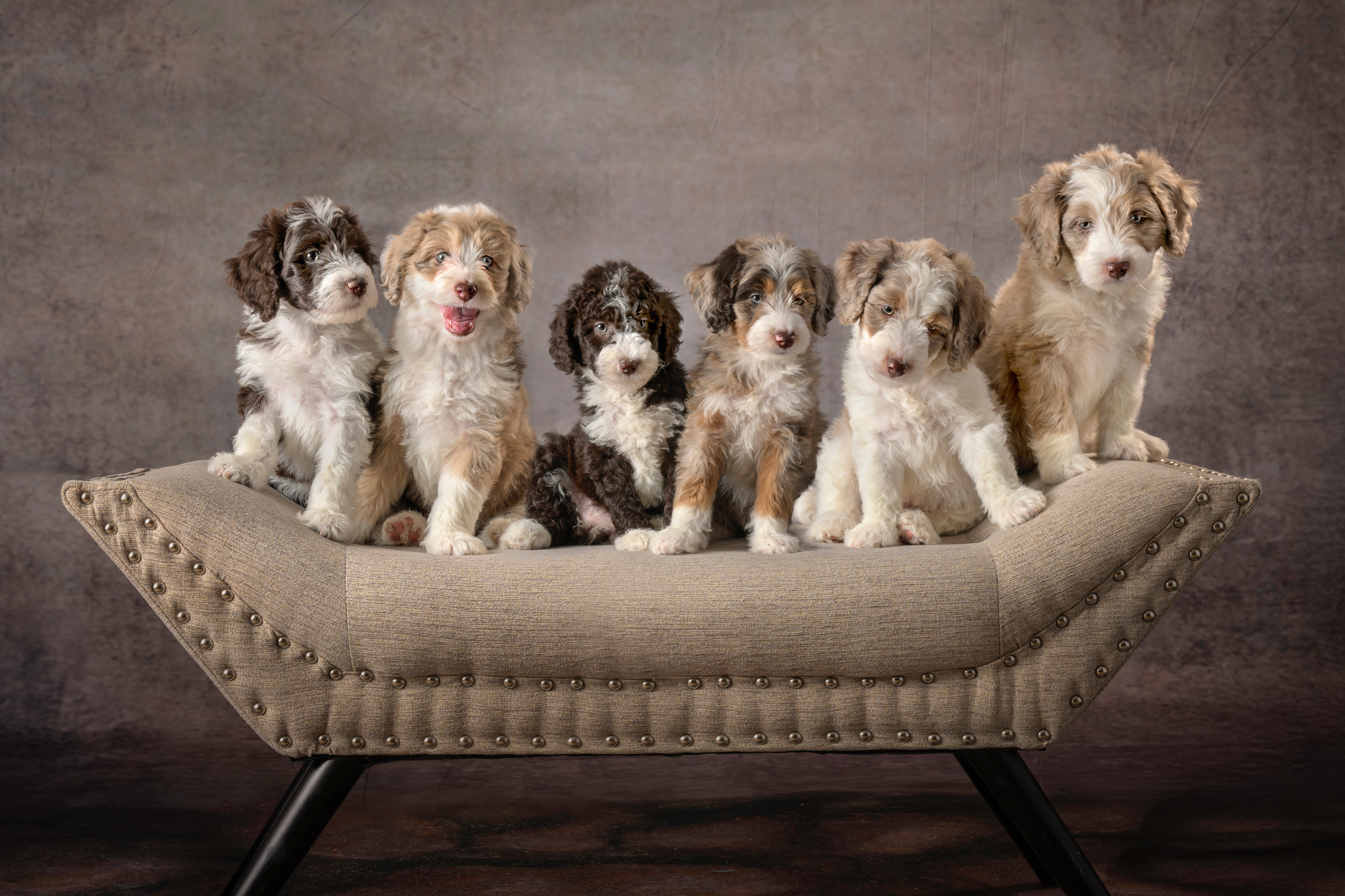 Emma & Ollie’s Coffeehouse Crew – Mini Aussiedoodles