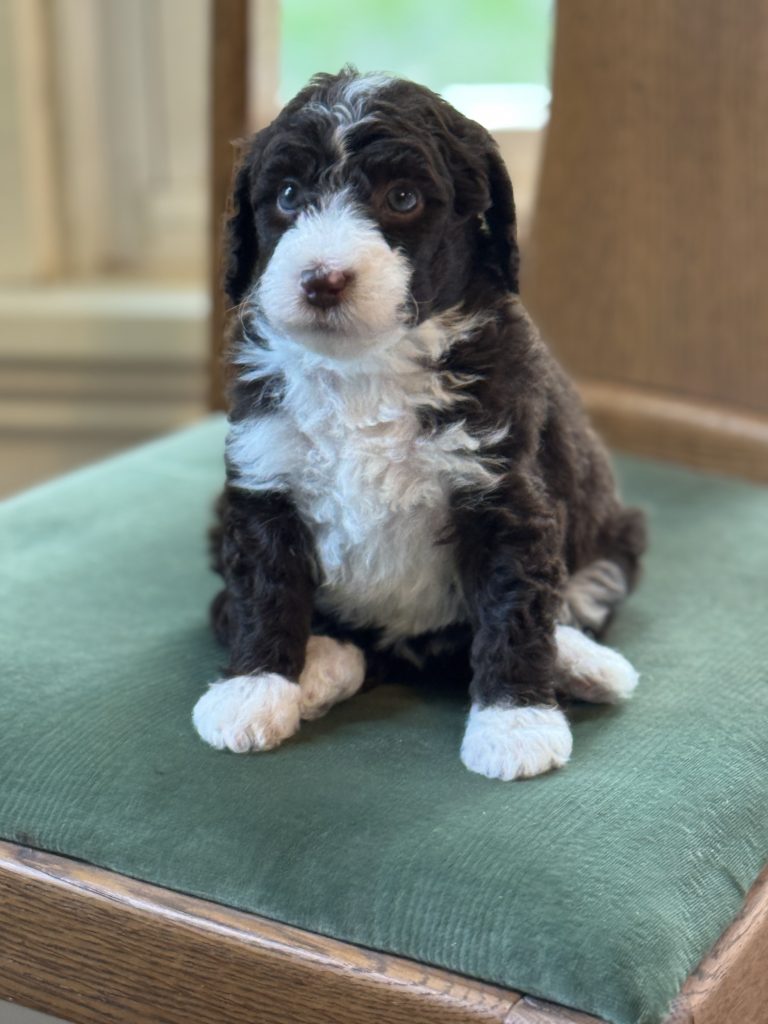 Bean - Female - RESERVED - Doodle Patch Farm