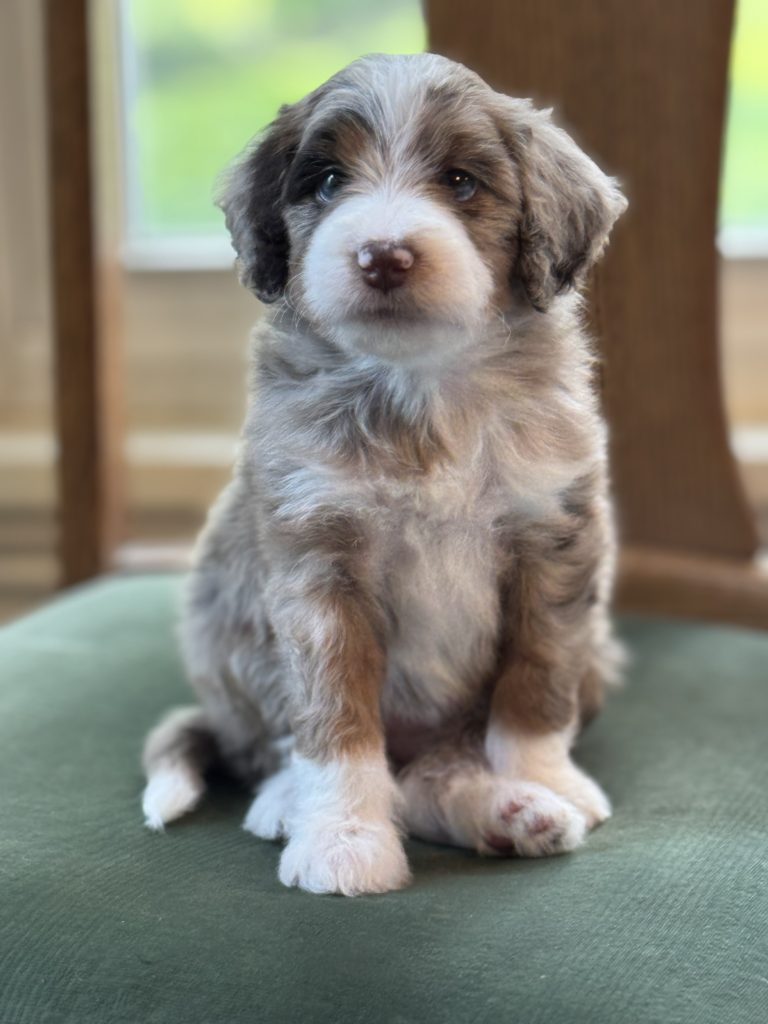 Cinnamon - Female - RESERVED - Doodle Patch Farm