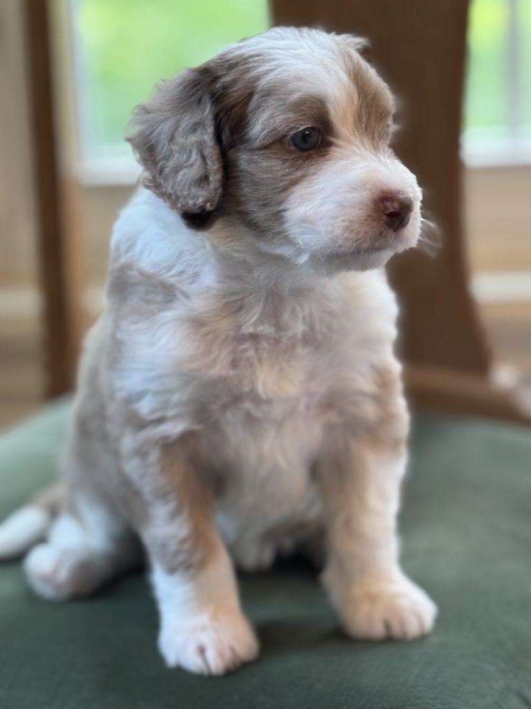 Dolce - Female RESERVED - Doodle Patch Farm