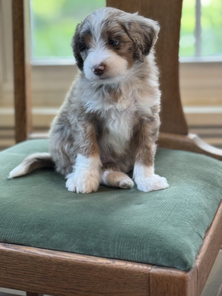 Cinnamon - Female - RESERVED - Doodle Patch Farm