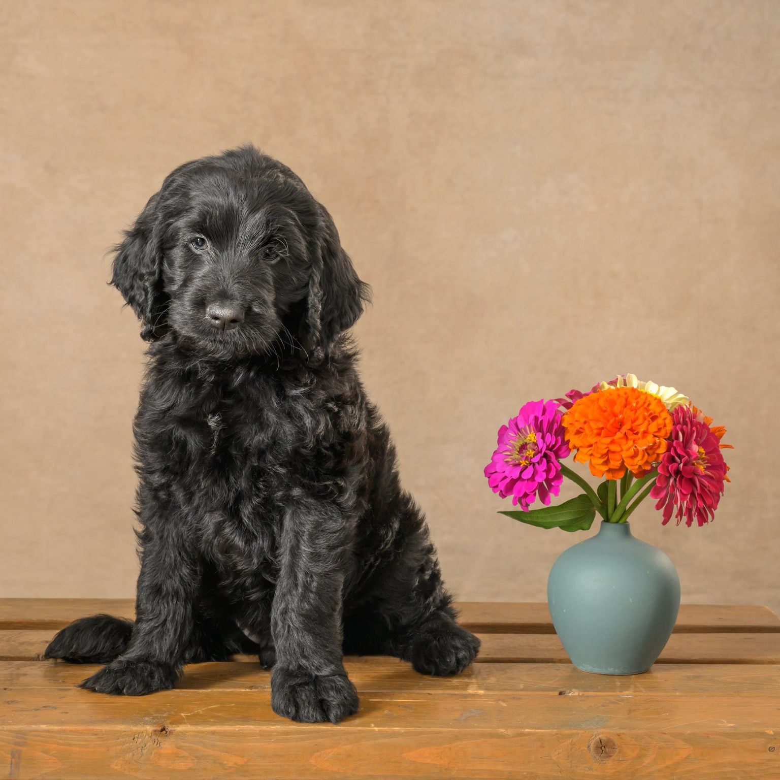 Ready to Welcome a New Family Member? - Doodle Patch Farm