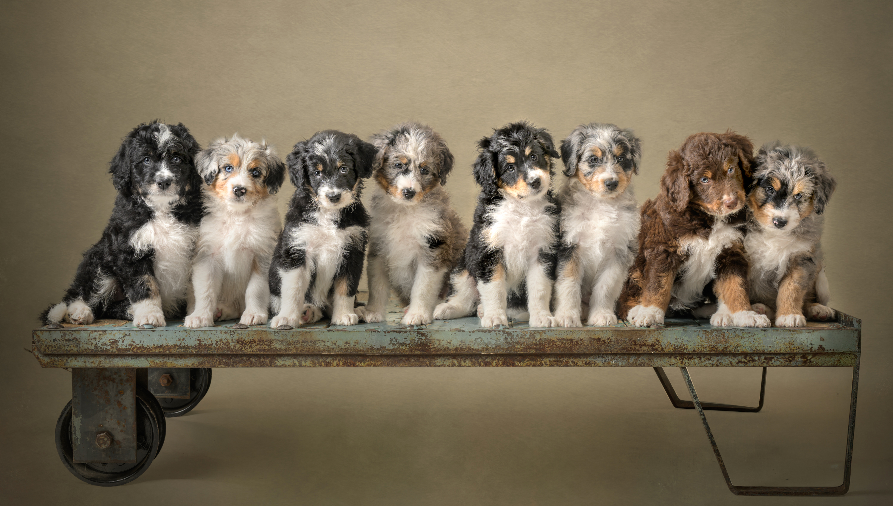 The Boogie Babies – F1 Aussie Doodle Puppies – Jet and River