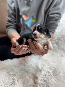 Bringing home a puppy, the things you need to know in the first year to survive