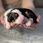 Tri-color Bernedoodle puppies with tan points – Ohio breeder