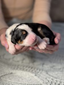 Tri-color Bernedoodle puppies with tan points – Ohio breeder