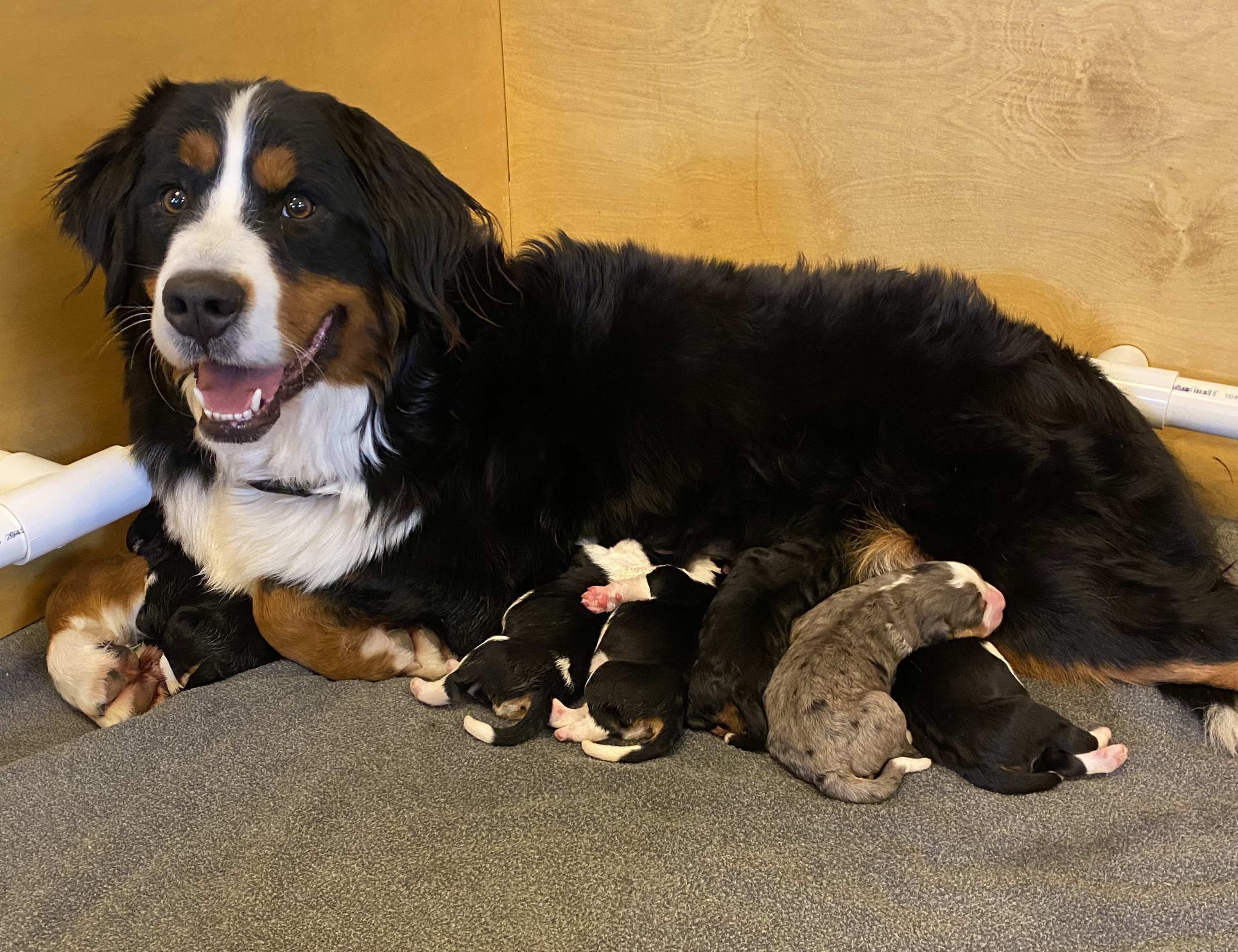 New Year’s Standard F1 Bernedoodle Babies