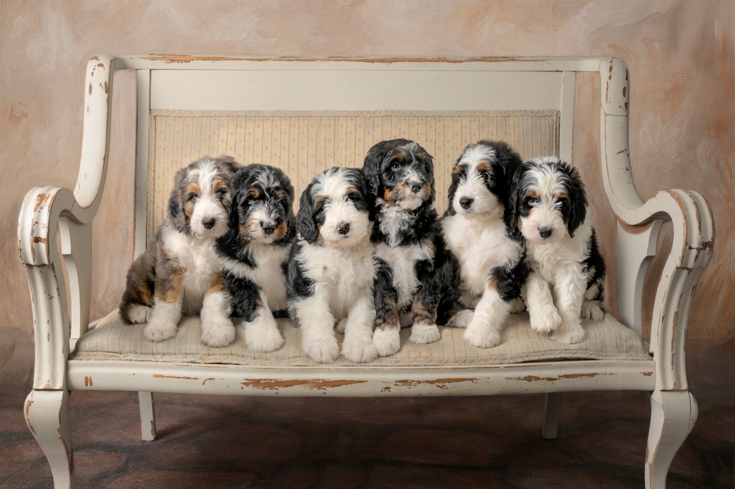 New Year’s Standard F1 Bernedoodle Babies