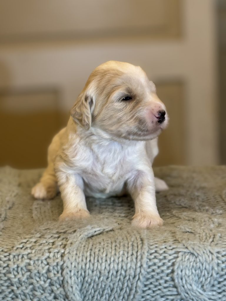 Noah Calhoun - Male - RESERVED - Doodle Patch Farm