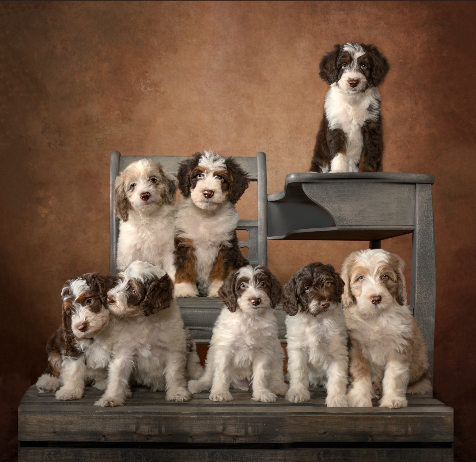 Emma and Ollie’s Spring 2026 Litter of Mini Aussiedoodles