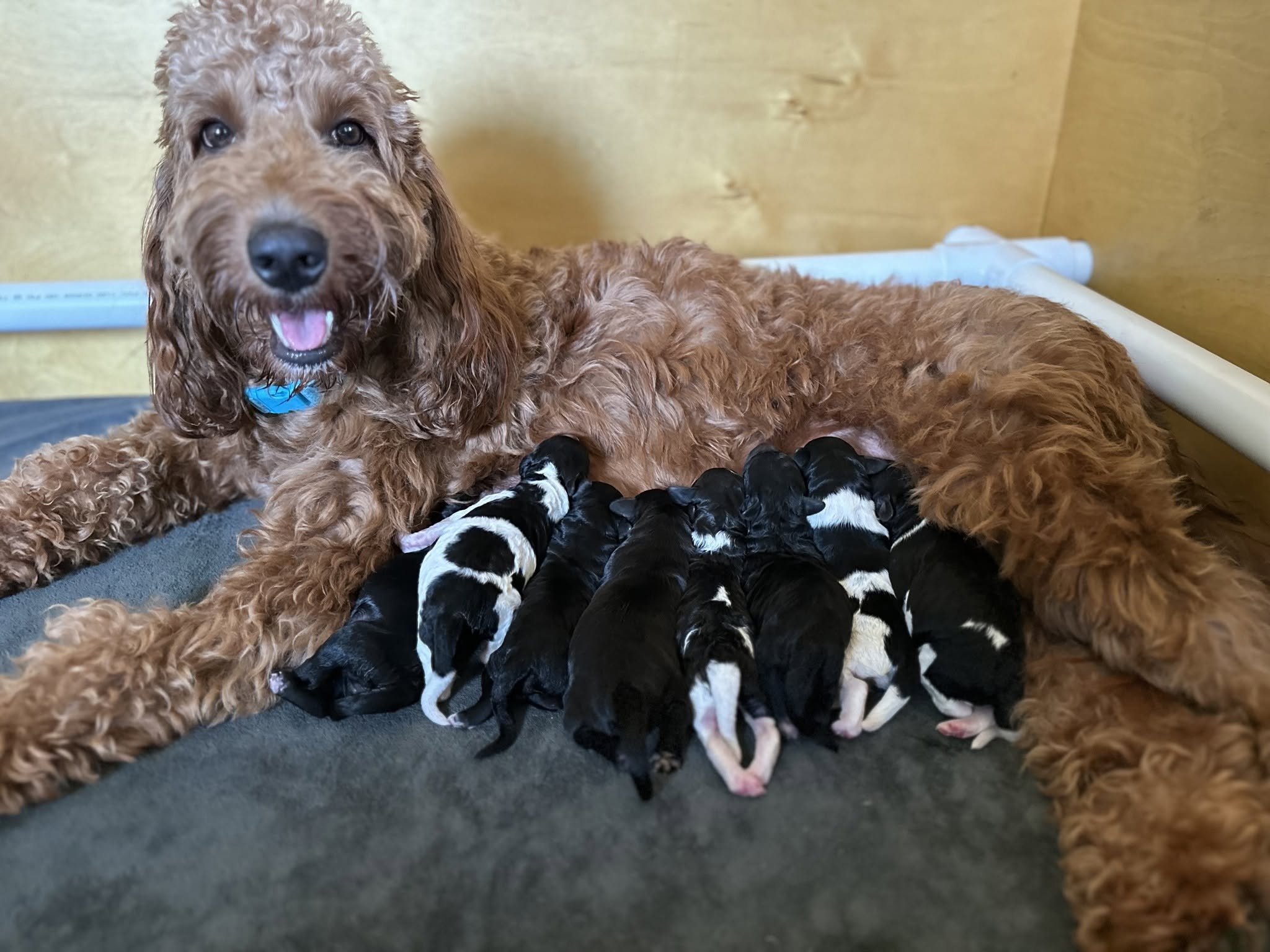Wren’s Panda and Panther Litter – Arrived August 6th, 2026