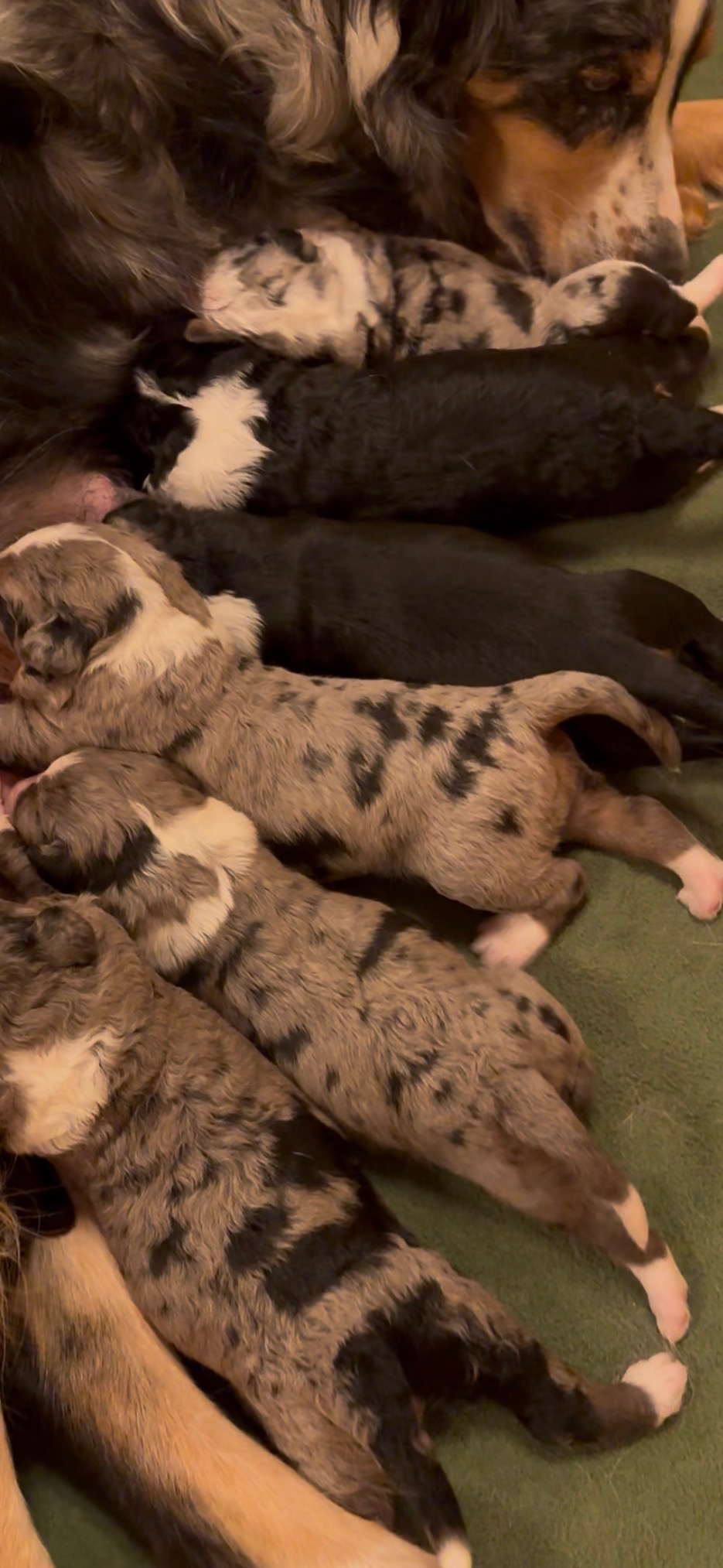 Luna’s Last Little Constellation-Litter of F1 Aussiedoodles